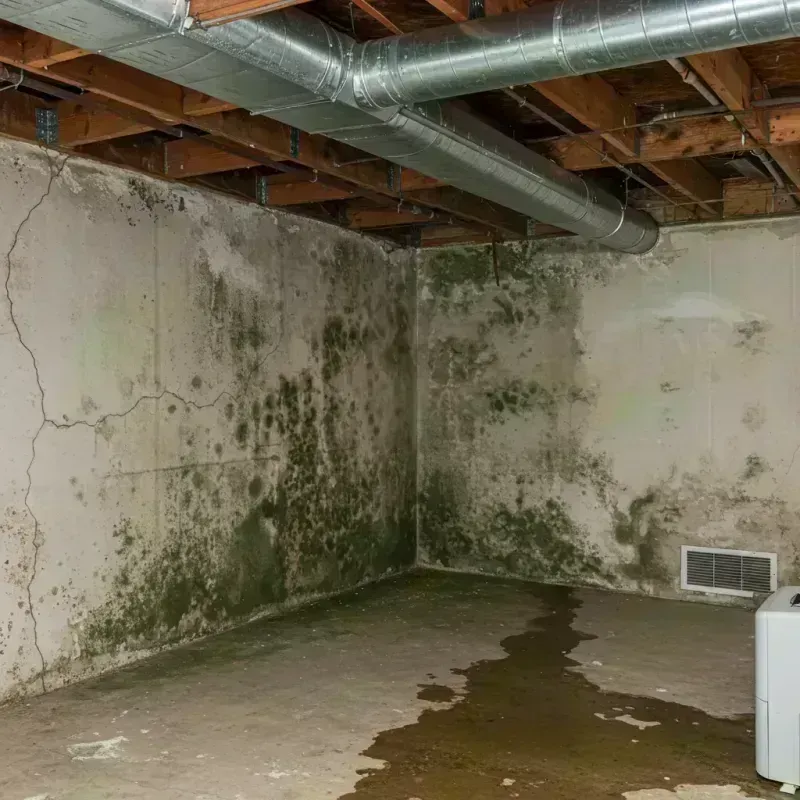 Professional Mold Removal in Powell County, KY